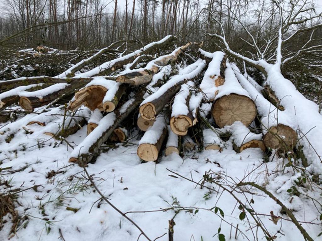 Die Ahornbäume auf dem Areal in Lindenholzhausen liegen auf dem Boden und müssen noch entsorgt werden. Die Bäume dürfen nicht zu Brennholz verarbeitet werden. Fotohinweis: Hessenforst