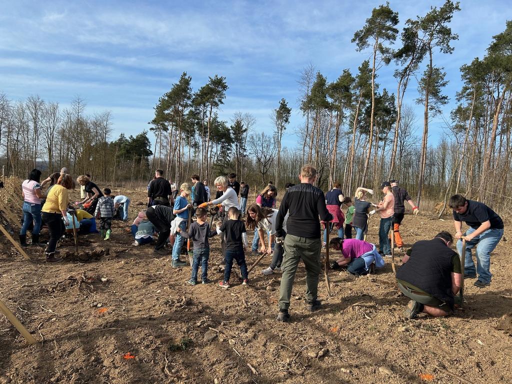 Am Tag des Waldes wurden insgesamt 450 Bäume von Bürgerinnen und Bürgern gepflanzt. 
